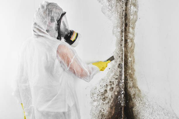 Best Mold Remediation  in Mcgaheysville, VA