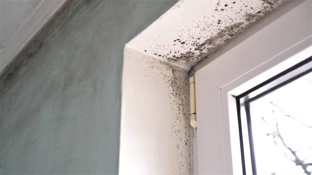 Best Affordable Mold Removal  in Mcgaheysville, VA