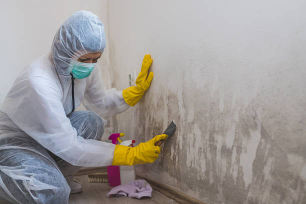 Best Mold Testing  in Mcgaheysville, VA