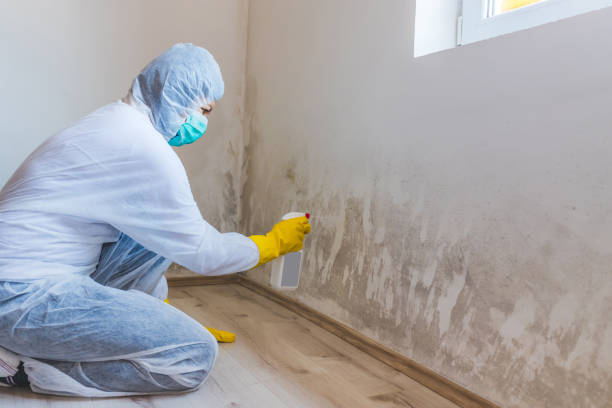 Home Mold Removal in Mcgaheysville, VA