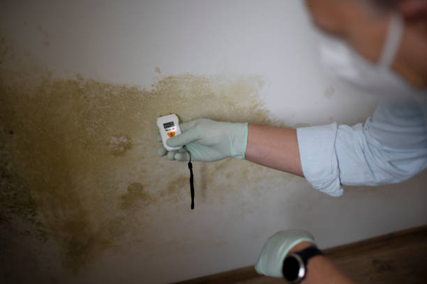 Best Mold Testing  in Mcgaheysville, VA