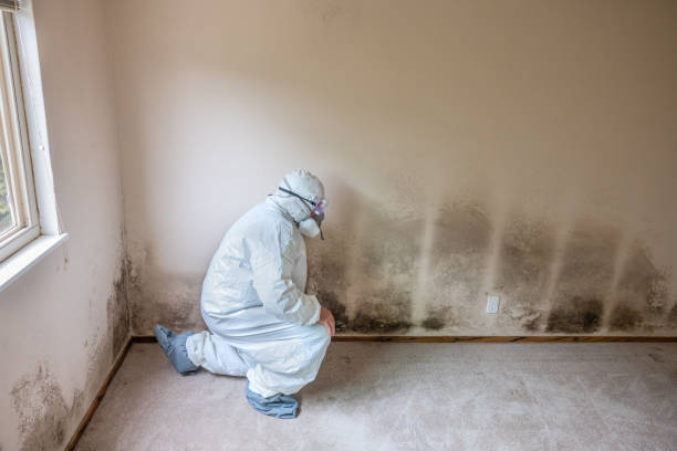 Best Crawl Space Mold Removal  in Mcgaheysville, VA