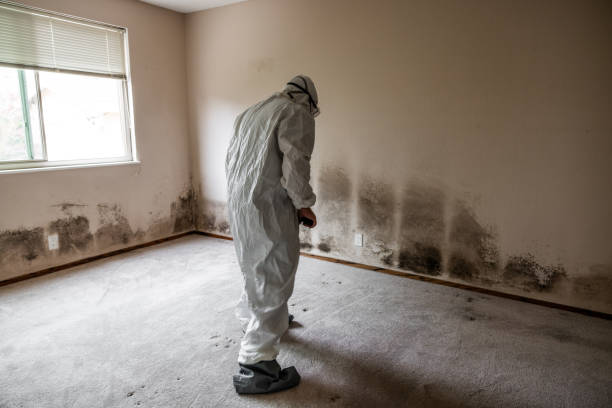 Best Local Mold Removal Service  in Mcgaheysville, VA