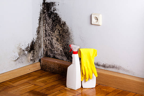 Best Toxic Mold Removal  in Mcgaheysville, VA