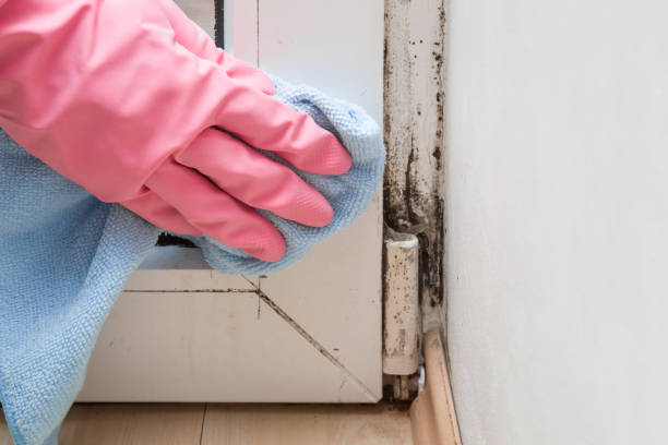 Best Mold Remediation  in Mcgaheysville, VA