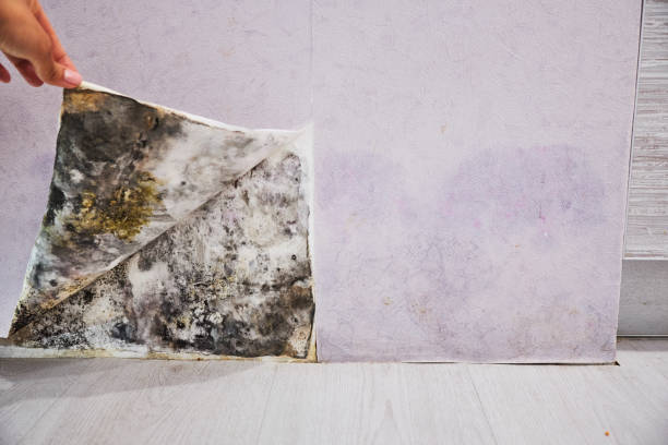 Best Black Mold Removal  in Mcgaheysville, VA
